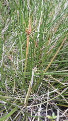 Eleocharis limosa