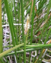 Eleocharis limosa