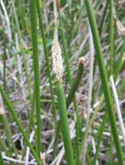 Eleocharis limosa
