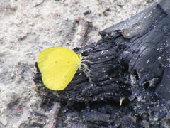 Eurema hecabe solifera