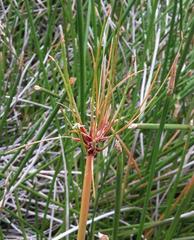 Eleocharis limosa