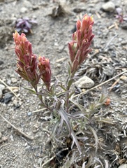 Castilleja arachnoidea