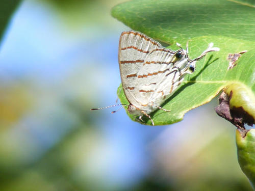 Azure Hairstreak