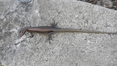 Emoia cyanura