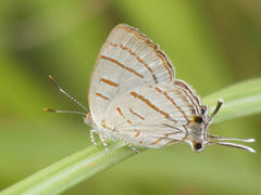 Hemiolaus caeculus caeculus