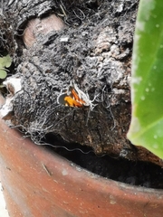Heterusia