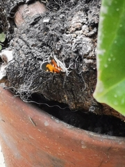 Heterusia