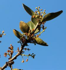 Dovyalis rotundifolia