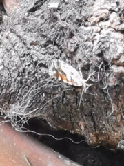 Heterusia