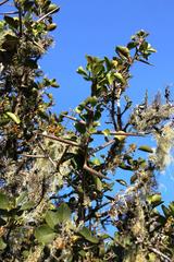 Dovyalis rotundifolia