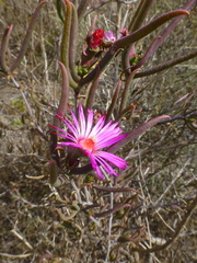 Lampranthus spiniformis