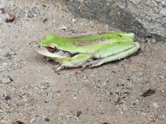 Dendropsophus luddeckei