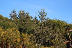 Dovyalis rotundifolia