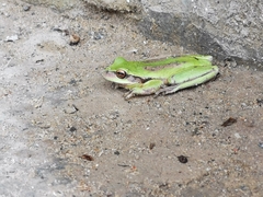 Dendropsophus luddeckei