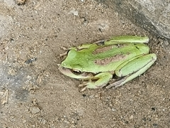 Dendropsophus luddeckei