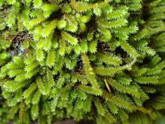 Cryphaea glomerata