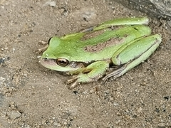 Dendropsophus luddeckei