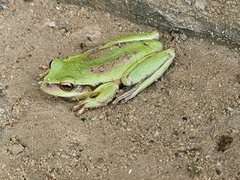 Dendropsophus luddeckei