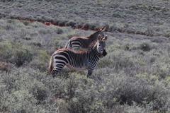 Equus zebra zebra