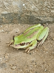 Dendropsophus luddeckei
