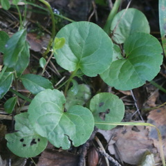 Pyrola rotundifolia