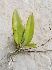 Epidendreae