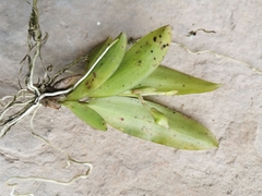 Epidendreae
