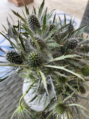 Eryngium hookeri