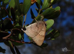 Euselasia thucydides