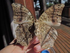 Charaxes varanes varanes