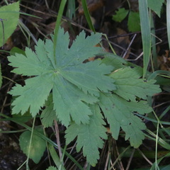 Geranium sylvaticum