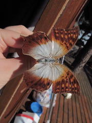 Charaxes varanes varanes