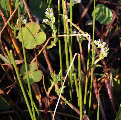 Marsilea macrocarpa (Marsilea macrocarpa)