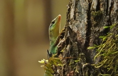 Emoia tongana