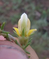 Aspalathus intermedia