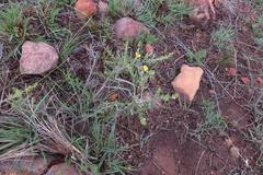 Aspalathus intermedia