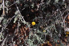 Pentzia