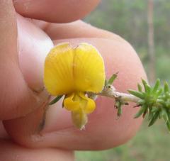 Aspalathus intermedia