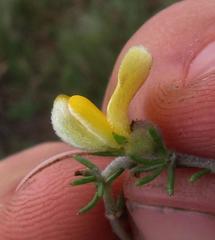 Aspalathus intermedia