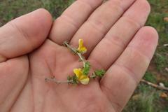 Aspalathus intermedia