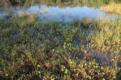 Marsilea macrocarpa