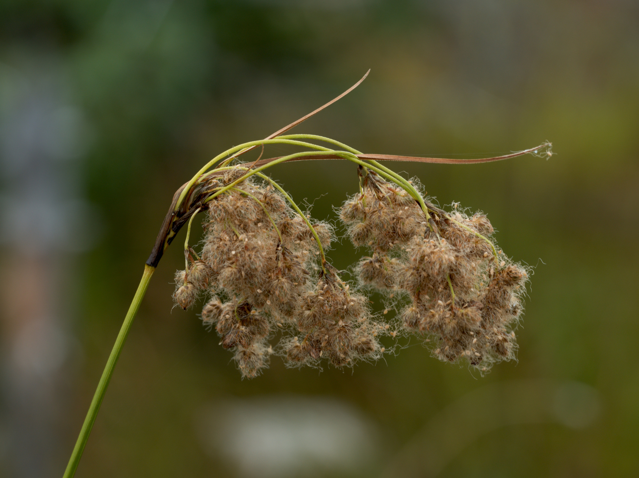 Scirpus atrocinctus