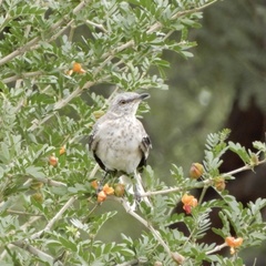 Mimus polyglottos