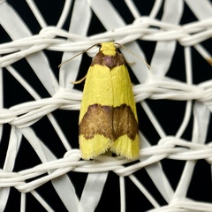 Heterallactis microchrysa