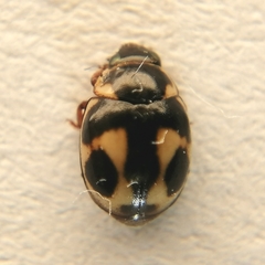 Hyperaspis festiva