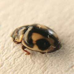 Hyperaspis festiva