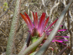 Lampranthus spiniformis