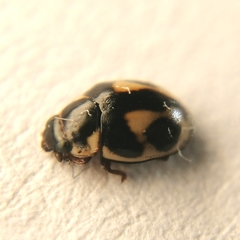 Hyperaspis festiva