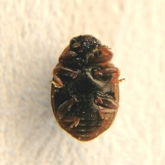 Hyperaspis festiva