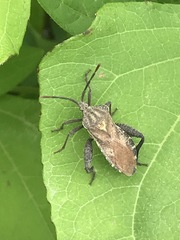 Piezogaster indecorus